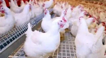 أسعار الدواجن والفراخ البلدي في أسواق ومحلات الأقصر اليوم الأربعاء 15 أبريل 2026